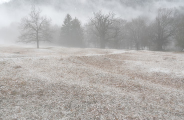 winter forest and mountain landscape in bad weather with fog and rime on the ground