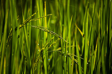 nature,field