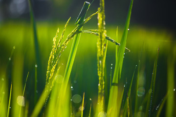nature, plant, field, summer