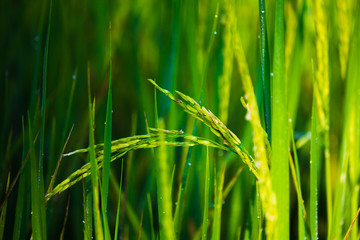 grass, field, green, nature