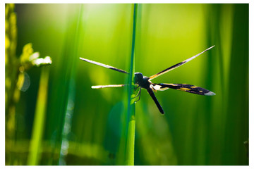 dragonfly