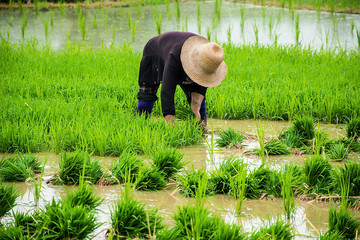Chinese farmers transplanting rice / agricultural rice field background material