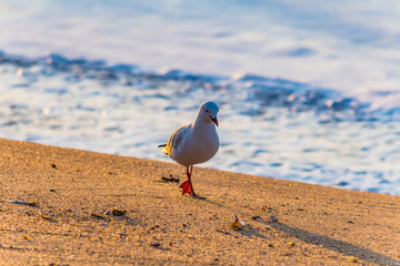 Seagull walking on the beach
