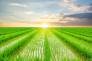 Chinese rural paddy field / agricultural planting background