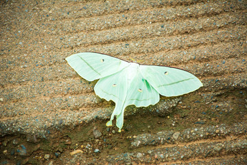 Green-tailed large moth/insect moth