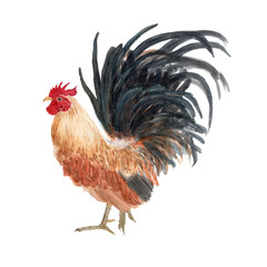 Chicken Watercolor Painting ,Print Wall Art ,Hand painted.Chicken Illustration isolated on white background.