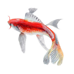 Carp koi fish Watercolor Painting ,Print Wall Art ,Hand painted. Golden fish Illustration isolated on white background.