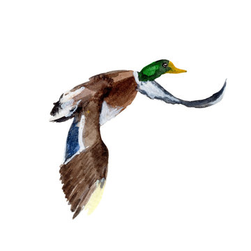 Duck Watercolor Painting ,Print Wall Art ,Hand painted. Duck Illustration isolated on white background.