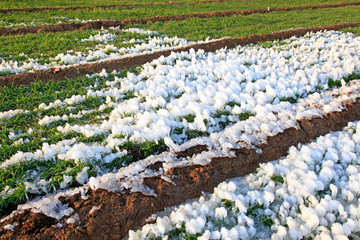 ice and snow in wheat fields