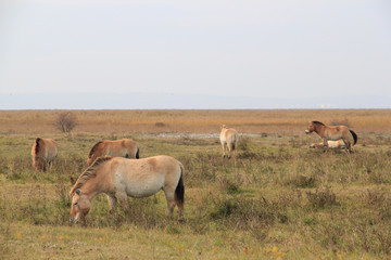 Neusiedlersee Przewalski Pferde