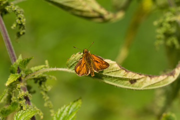 Rostfarbener Dickkopffalter