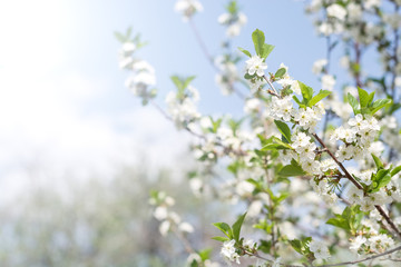 Flowering branch of cherry against the background of blue sky in the sunlight. Beautiful gentle spring background. Selective focus, copy space.