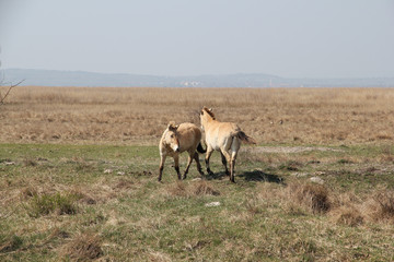 Neusiedlersee Przewalski Pferde