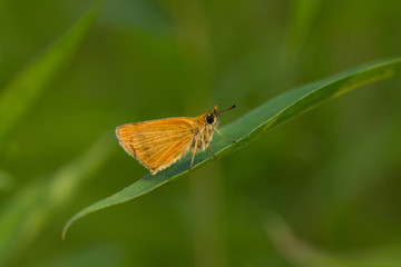 Rostfarbener Dickkopffalter
