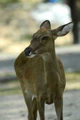 Rehbock in thailändischem Zoo, Deer