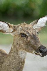 Rehbock in thailändischem Zoo, Deer