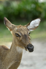Rehbock in thailändischem Zoo, Deer