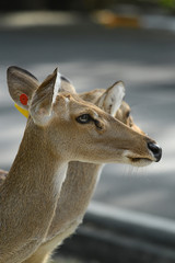Rehbock in thailändischem Zoo, Deer