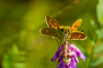 Rostfarbener Dickkopffalter