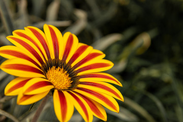 A wonderful yellow, orange and red flower on a colorless blurry background