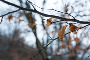 Beech leaves close up in a cold foggy winter day.