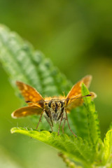 Rostfarbener Dickkopffalter