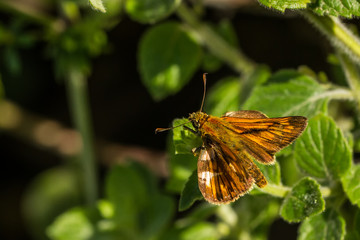 Rostfarbener Dickkopffalter
