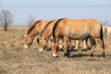 Neusiedlersee Przewalski Pferde