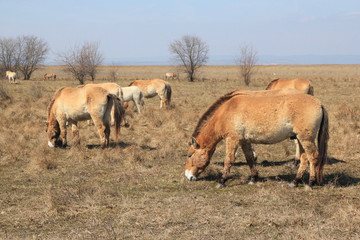Neusiedlersee Przewalski Pferde