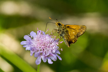Rostfarbener Dickkopffalter