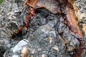 fungus in a tree