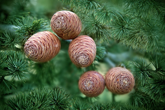 Atlas Cedar Cones