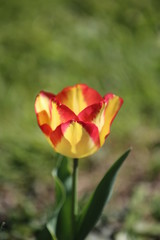 fotos de plantas y flores varias naturaleza 