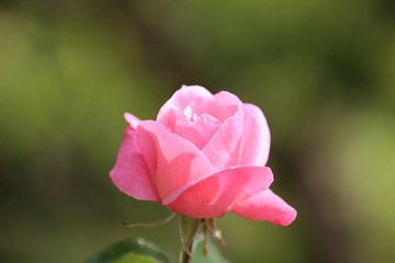 fotos de plantas y flores varias naturaleza 