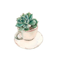 succulent grows in a tea cup with a saucer , watercolor