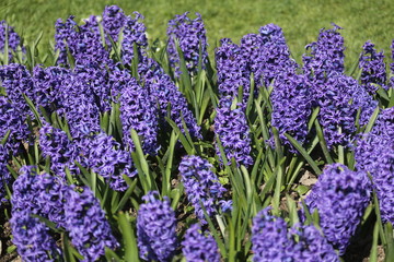 fotos de plantas y flores varias naturaleza 