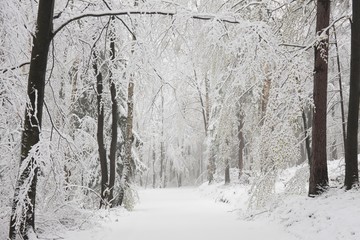 Forest path in winter scenery