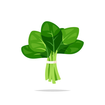 Spinach vegetable vector isolated