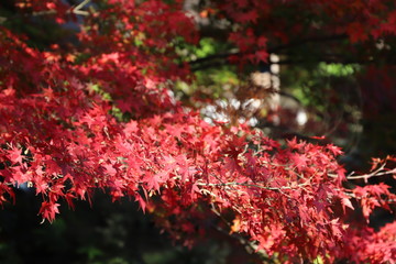 紅葉