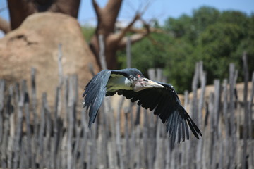 Fotografias de aves varias 