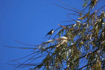 Fotografias de aves varias 