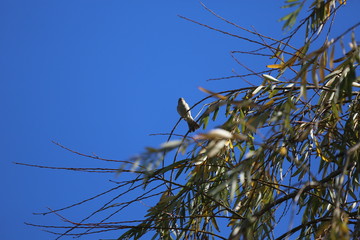 Fotografias de aves varias 