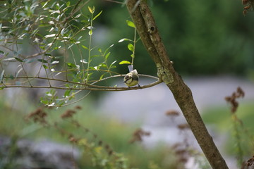 Fotografias de aves varias 