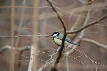 Fotografias de aves varias 