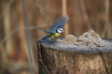 Fotografias de aves varias  © Miguel
