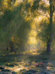 Morning Light Through Trees