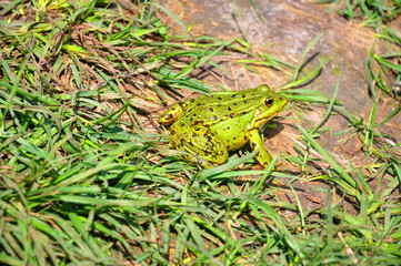 frog, amphibian, animal, toad, nature, green, wildlife, grass, eye, reptile, water, macro, animals, wild, pond, small, brown, close-up, sitting, summer, treefrog