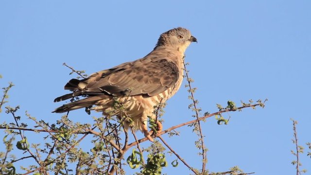Honey buzzard standing on a branch Steady shot of Honey buzzard standing on a branch