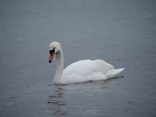 white swan is swimming in the water