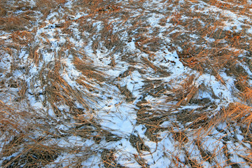 grassland in the snow